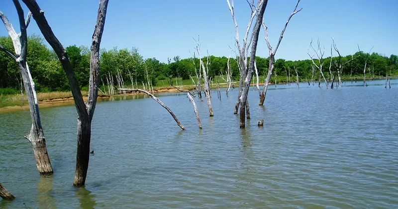 fishing near submerged trees