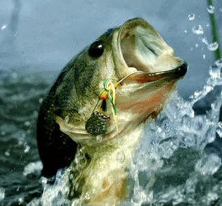 5 must have bass lures