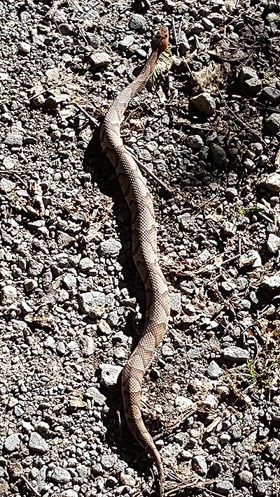 appalachian trail copperhead snake